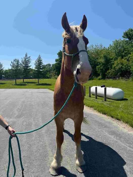 Wilhite & Frees Equine Hospital Picture 5