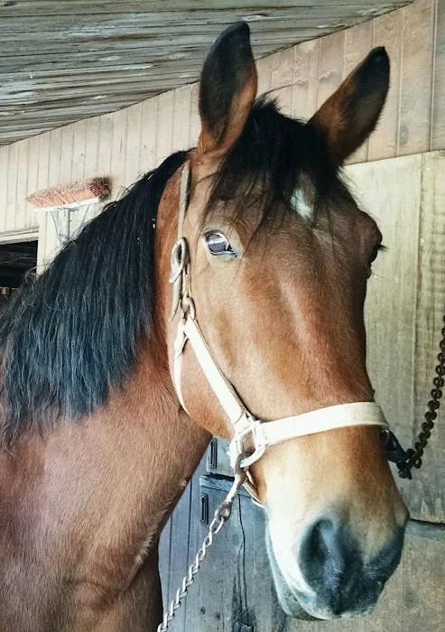 Wilhite & Frees Equine Hospital Picture 10