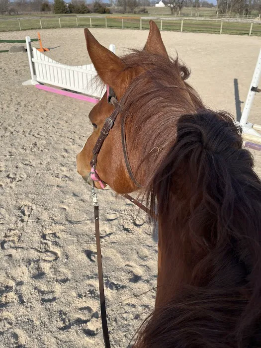 Wilhite & Frees Equine Hospital Picture 9