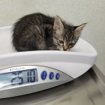 Belton Veterinary Center: Mccallum Jennifer DVM