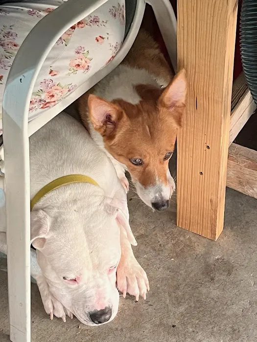 Belton Veterinary Center Picture 7