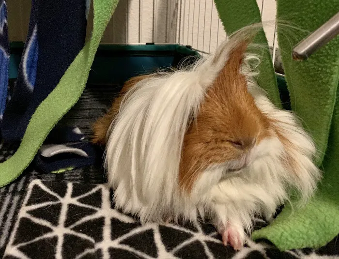 Belton Animal Clinic & Exotic Care Center Picture 3