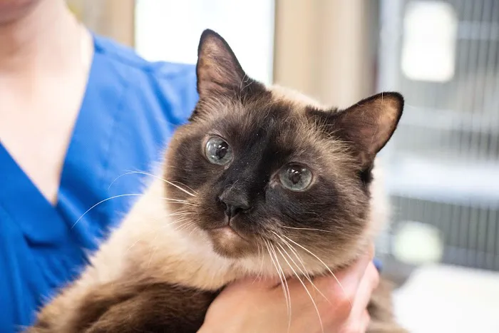 Belton Animal Clinic & Exotic Care Center Picture 2