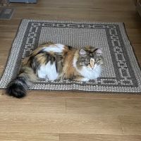 Belton Animal Clinic & Exotic Care Center ico