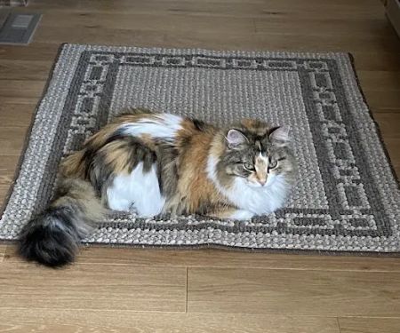 Belton Animal Clinic & Exotic Care Center