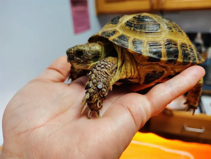 Belton Animal Clinic & Exotic Care Center Picture 4