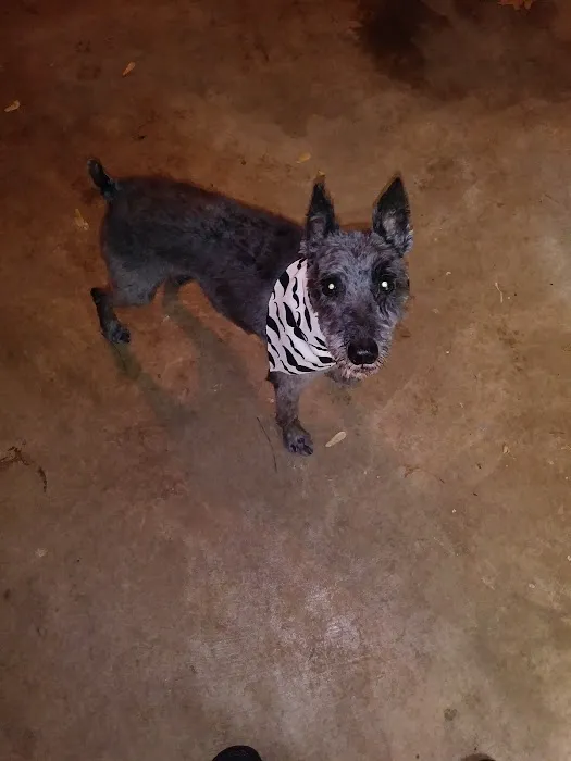 Grandview Animal Hospital: Twigg Brad DVM Picture 1