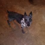 Grandview Animal Hospital: Twigg Brad DVM