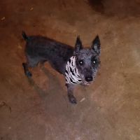 Grandview Animal Hospital: Twigg Brad DVM ico