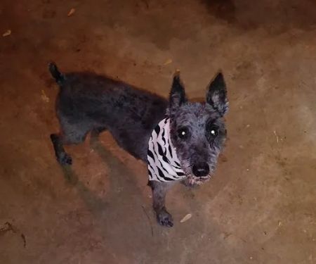 Grandview Animal Hospital: Twigg Brad DVM