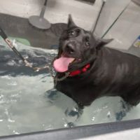 Animal Rehabilitation Center ico