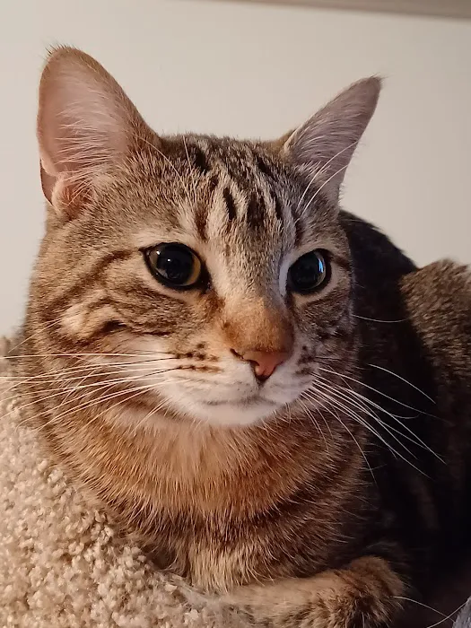 Grandview Animal Hospital Picture 1