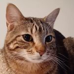 Grandview Animal Hospital