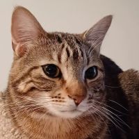 Grandview Animal Hospital ico