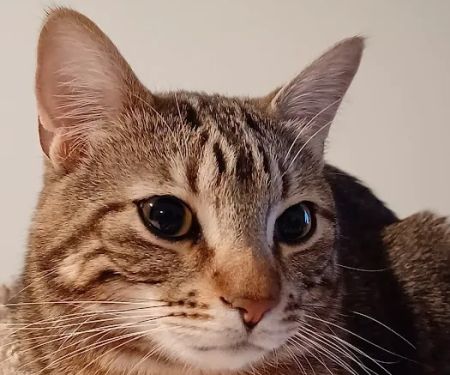 Grandview Animal Hospital