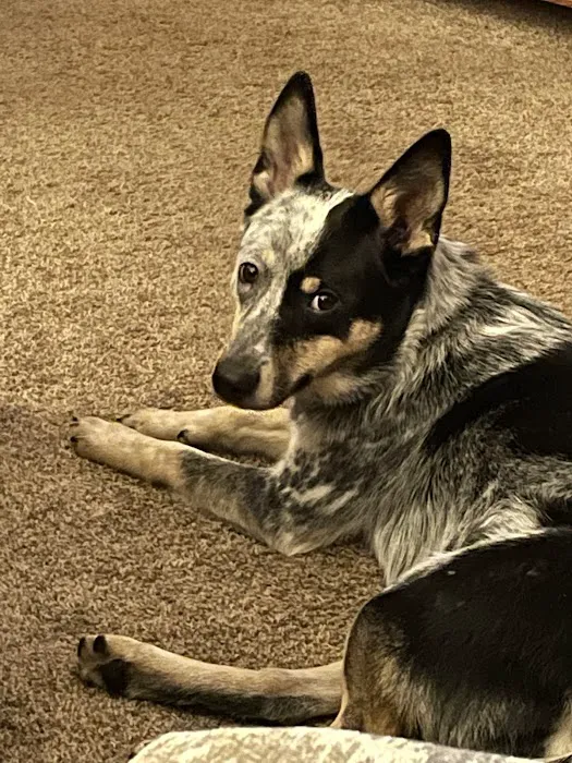 Grandview Animal Hospital Picture 5