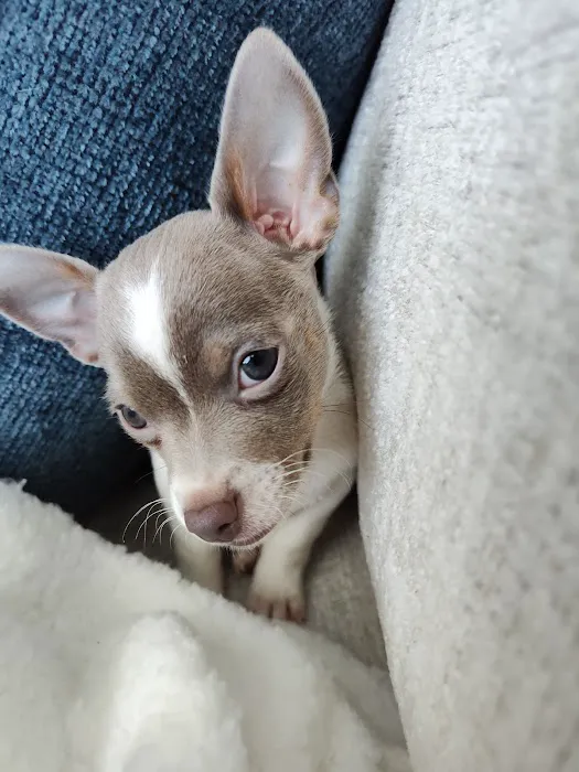 Grandview Animal Hospital Picture 4