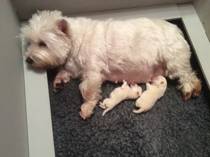 Grandview Animal Hospital Picture 7