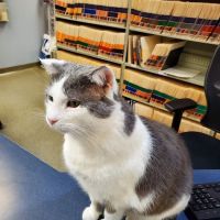 Red Bridge Animal Clinic ico