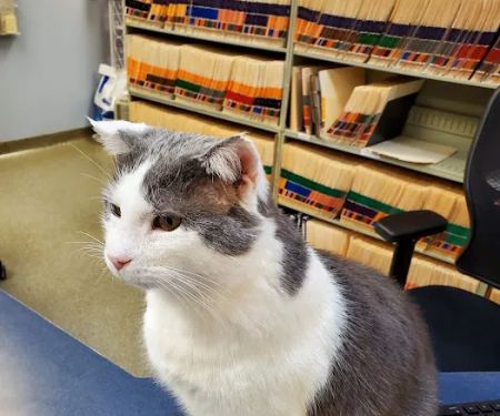 Red Bridge Animal Clinic