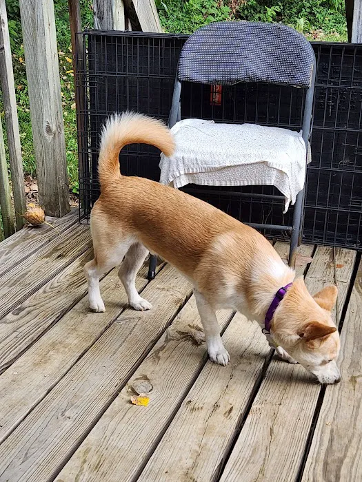 Red Bridge Animal Clinic Picture 4