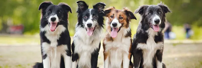 Red Bridge Animal Clinic Picture 10