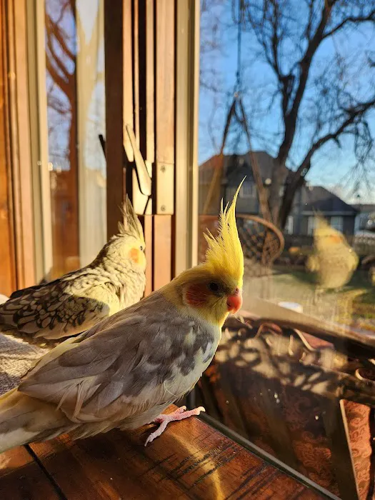 Burge Bird Services & Rescue Picture 4