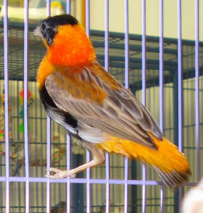 Burge Bird Services & Rescue Picture 2