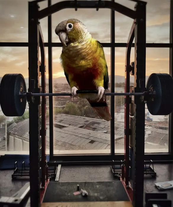 Burge Bird Services & Rescue Picture 1