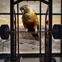 Burge Bird Services & Rescue ico