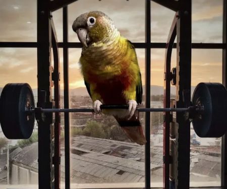 Burge Bird Services & Rescue