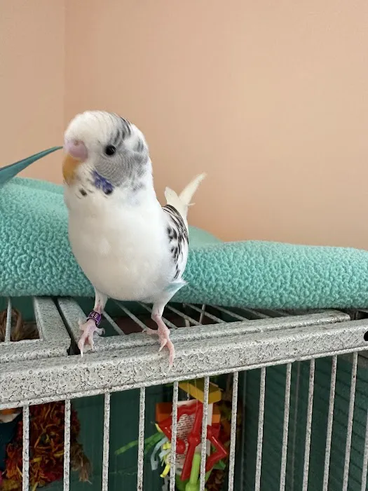 Burge Bird Services & Rescue Picture 3