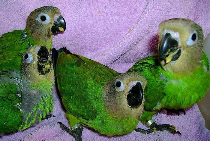 Burge Bird Services & Rescue Picture 7