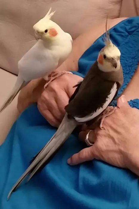 Burge Bird Services & Rescue Picture 8