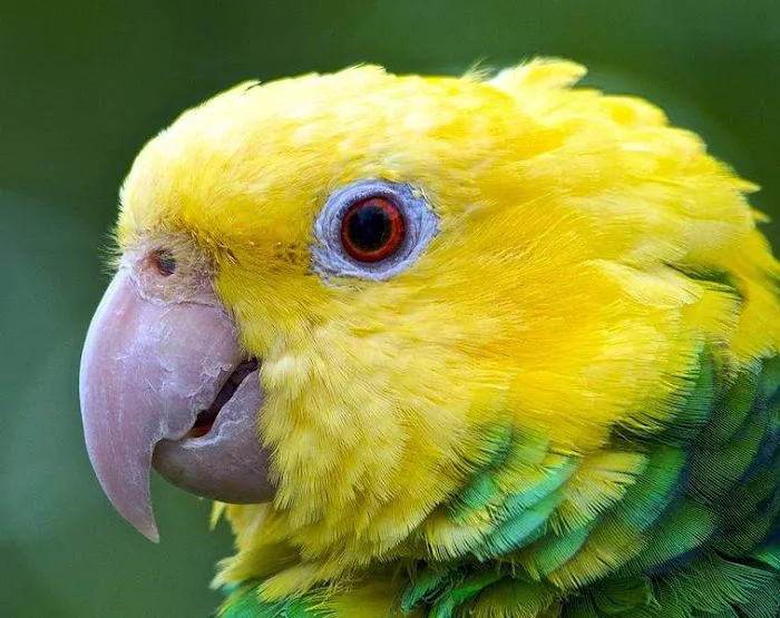 Burge Bird Services & Rescue Picture 9