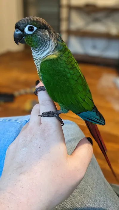 Burge Bird Services & Rescue Picture 5