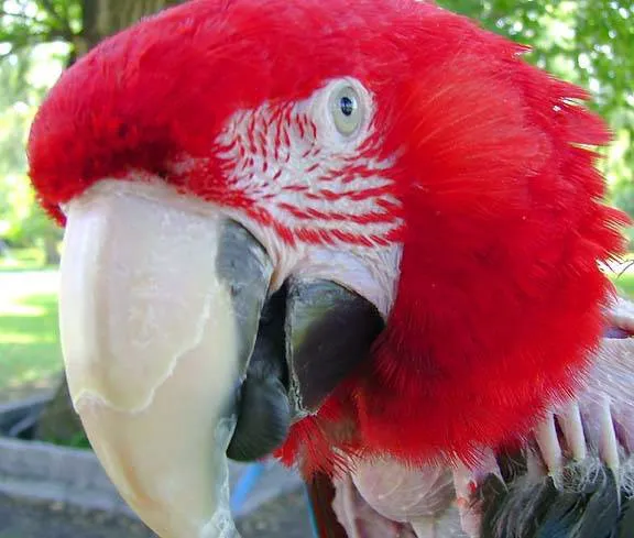 Burge Bird Services & Rescue Picture 10