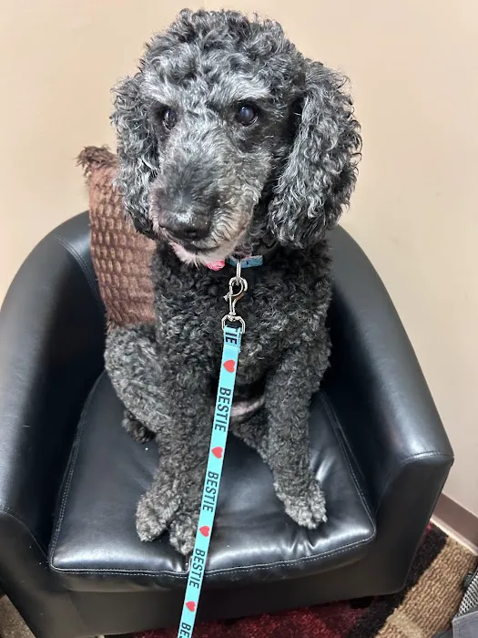 Chiro 4 Paws Picture 1