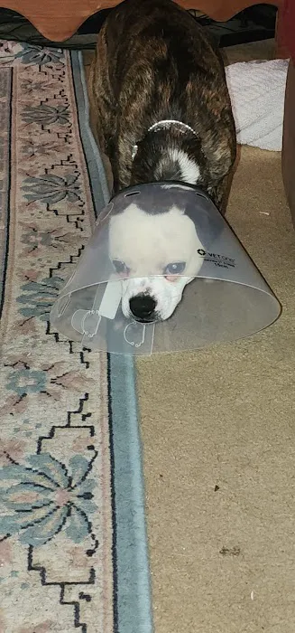 Eastburn Veterinary Services l.l.c. Picture 3