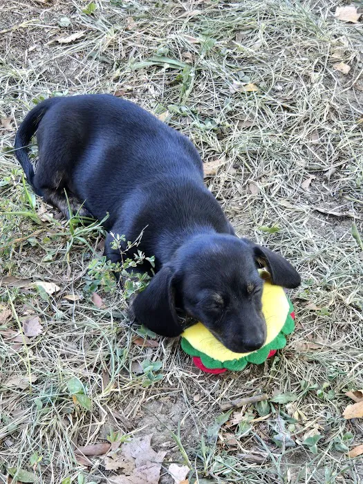 Eastburn Veterinary Services l.l.c. Picture 6