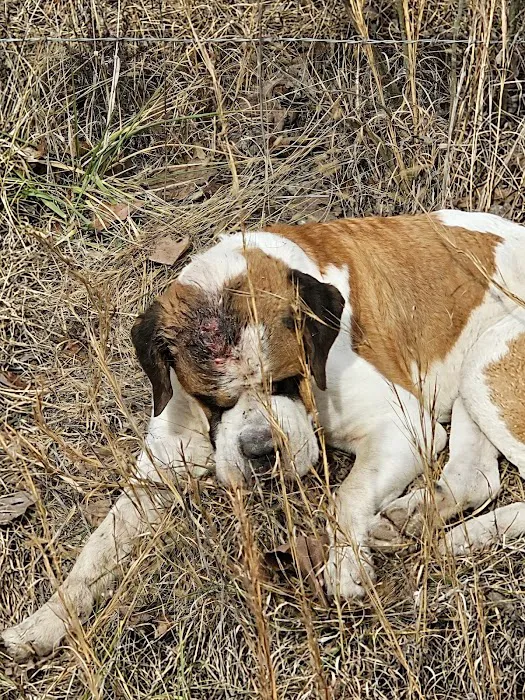 Eastburn Veterinary Services l.l.c. Picture 9