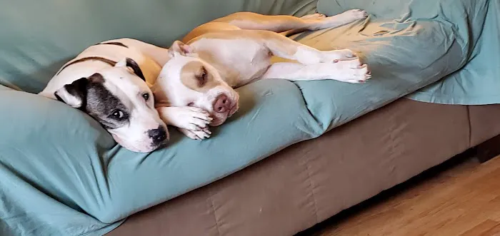 Saline County Veterinary Services, Inc. Picture 1