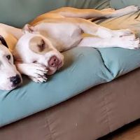 Saline County Veterinary Services, Inc. ico