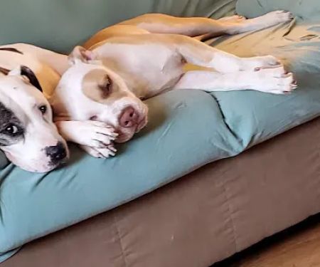 Saline County Veterinary Services, Inc.