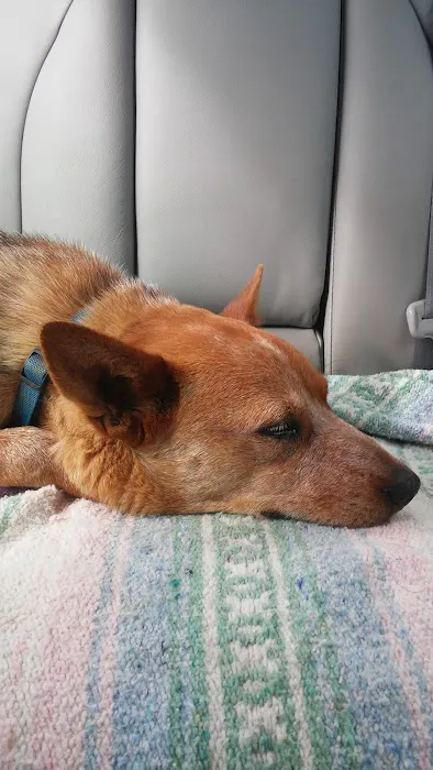 Marshall Veterinary Clinic Picture 1