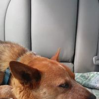 Marshall Veterinary Clinic ico