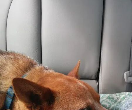 Marshall Veterinary Clinic