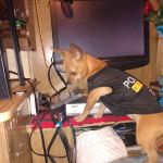 Butler Animal Clinic Inc