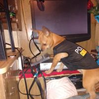 Butler Animal Clinic Inc ico