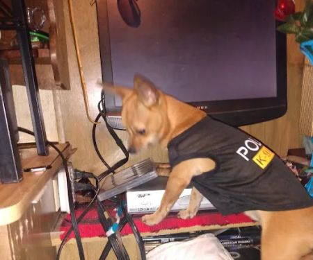 Butler Animal Clinic Inc